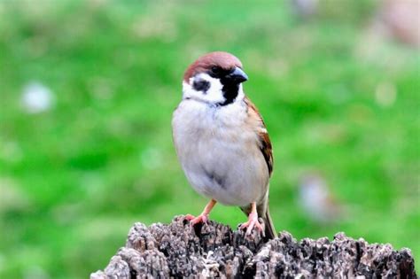 麻雀 巢|【麻雀祕密】麻雀真的變少了？「害鳥」其實是誤會？。